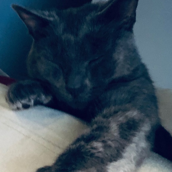 Meet your Posher, Danisa - Picture 1 of 1